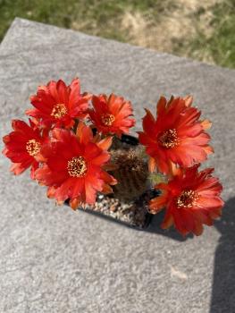 Chamaecereus Hybr. rot